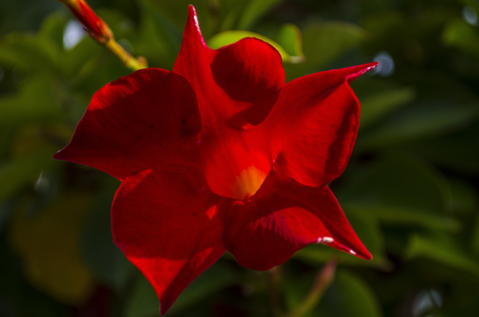 Rode bloem in het zonlicht