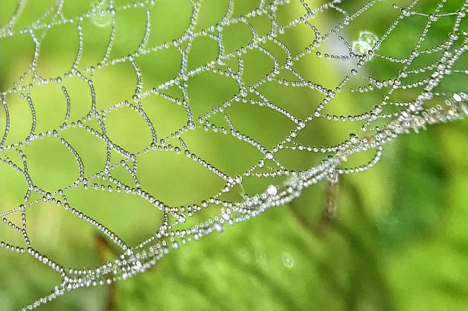 Parels van dauwdruppels op spinnenweb!