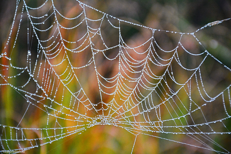 Spinnenweb met dauwdruppels.. 