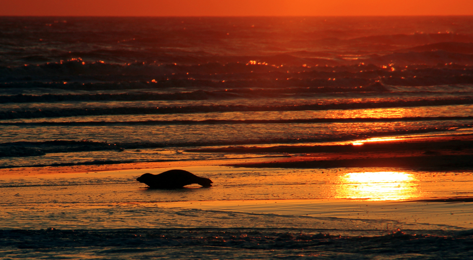 zee(hond) bij zonsondergang