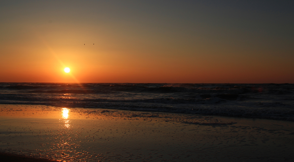 zee(hond) bij zonsondergang