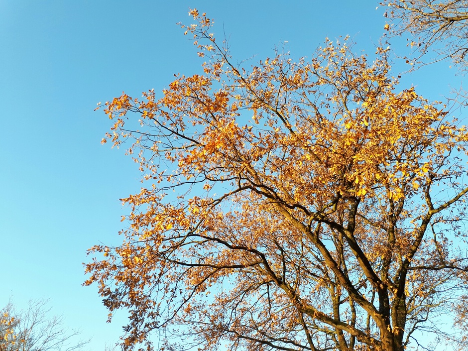 # strak blauwe luchten # prima herfstweer .. mooie verkleuring blad  ..