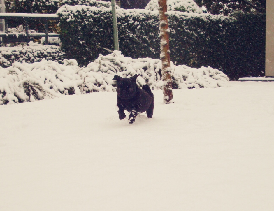 Mopshondje Puk in de sneeuw