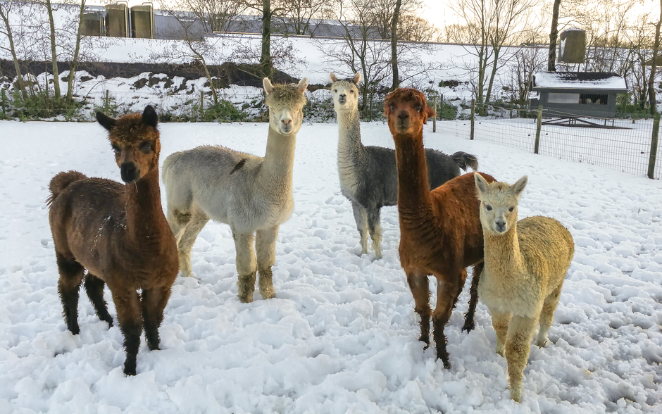 Alpaca's in sneeuw