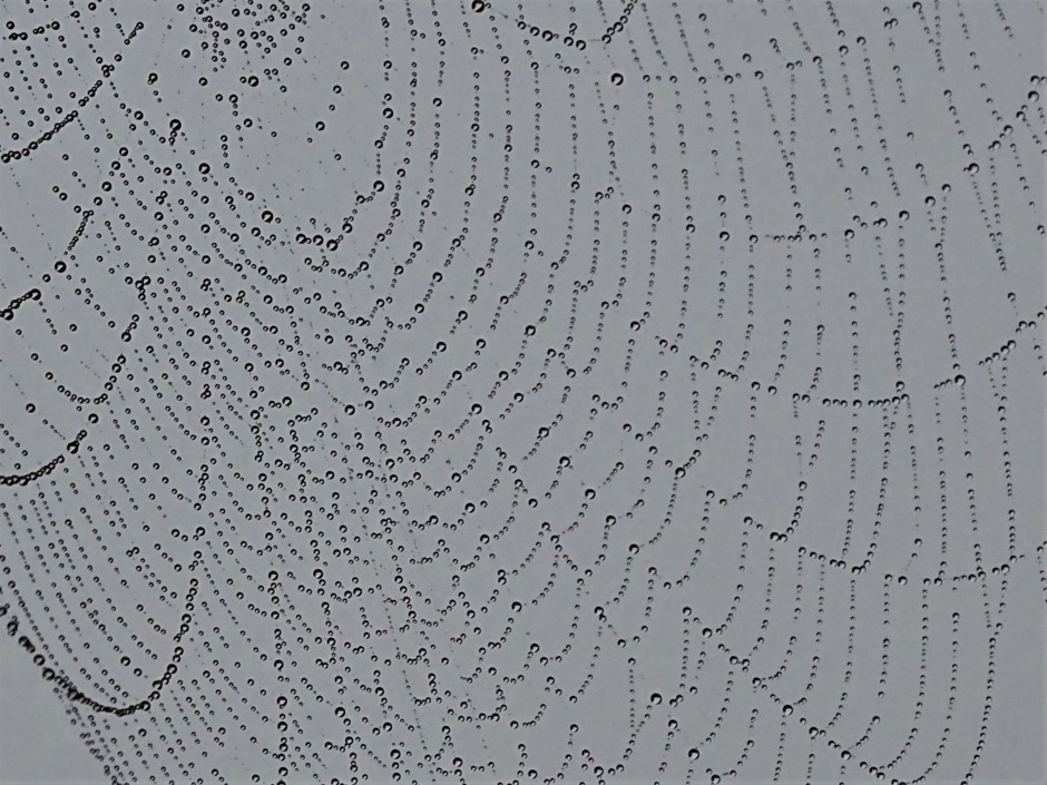 Spinnenweb regendruppels