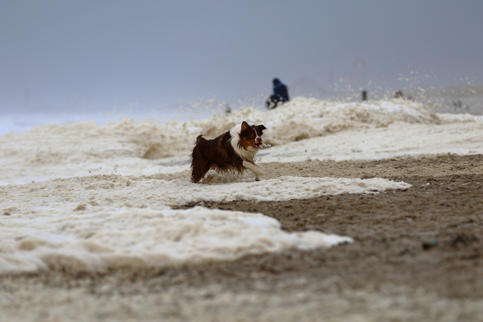 Hond op Kijkduin geniet van de storm