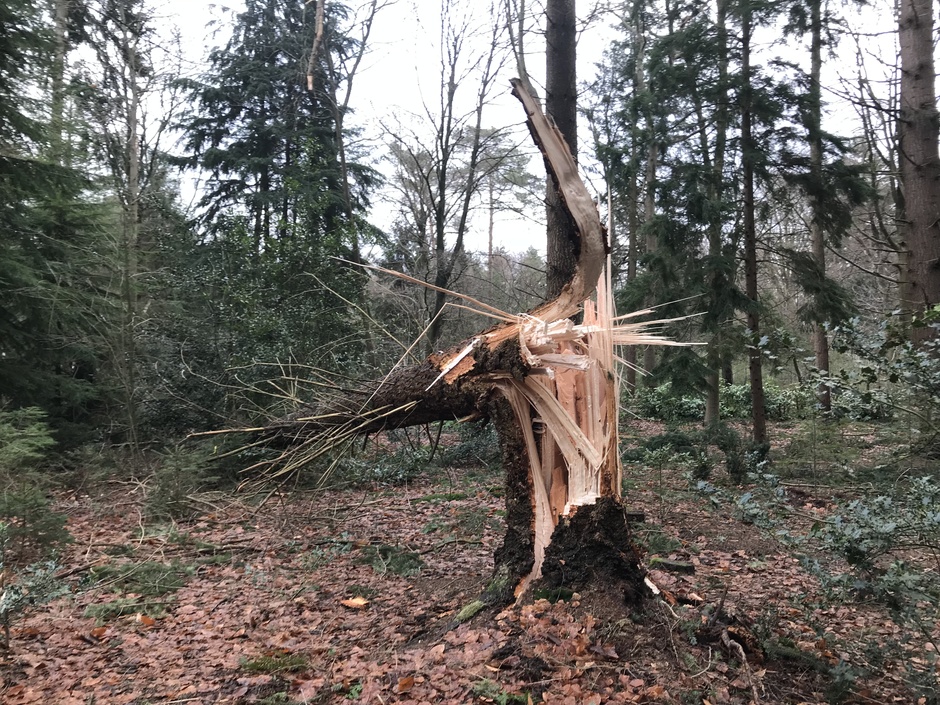 omgevallen boom