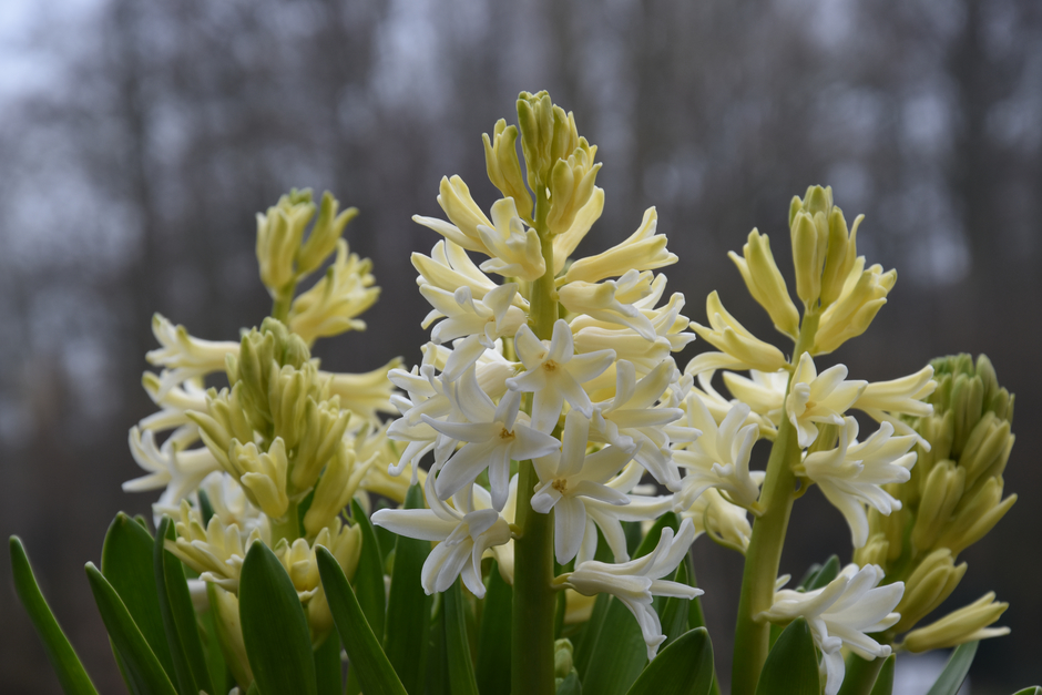Hyacint in bloei