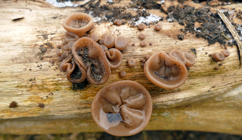 De regen maakt paddenstoelen los, Judasoren Noordwijk