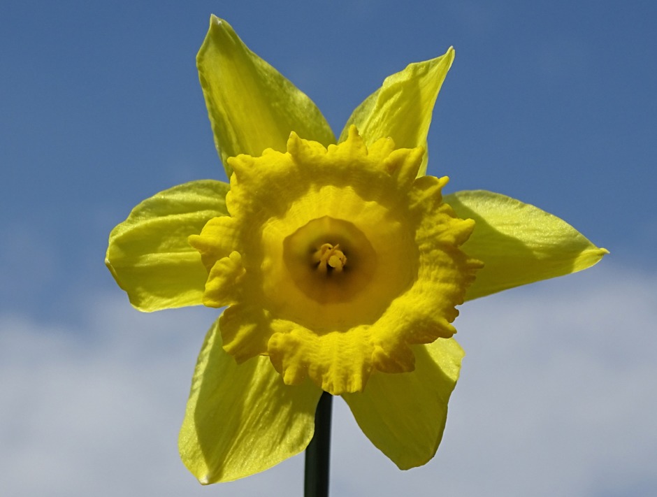 Narcis straalt vandaag net zoals de zon!!