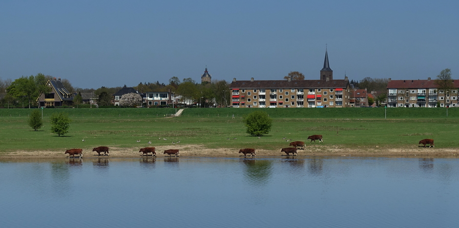 Koeien zoeken verkoeling langs de IJssel