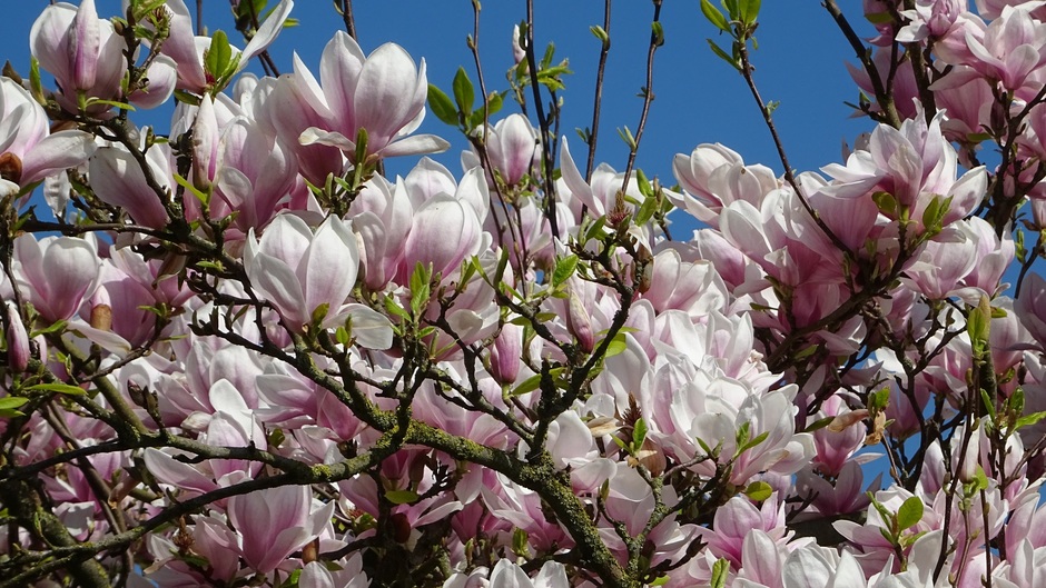 magnolia in bloei