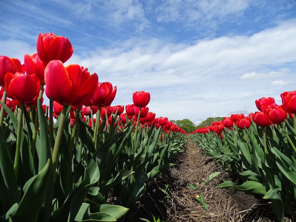 Koningsdag en rood wit en blauw bij de tulpen 27 april