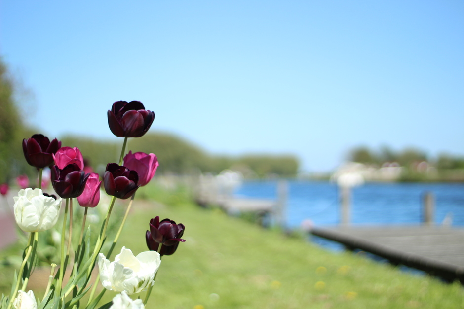 Tulpen langs het water