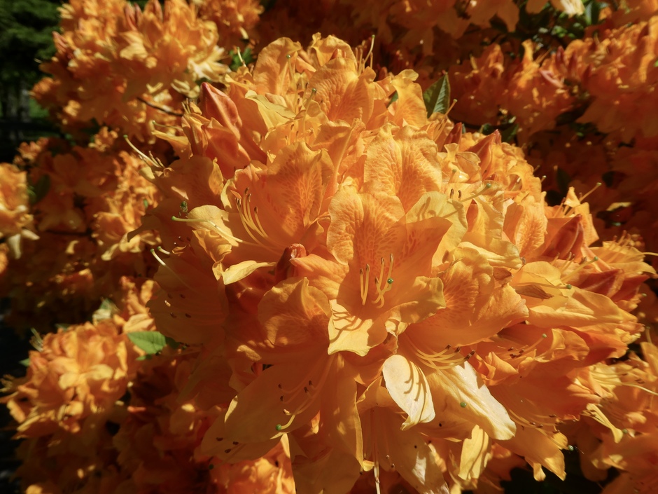 Oranje Japanse azalea in volle bloei