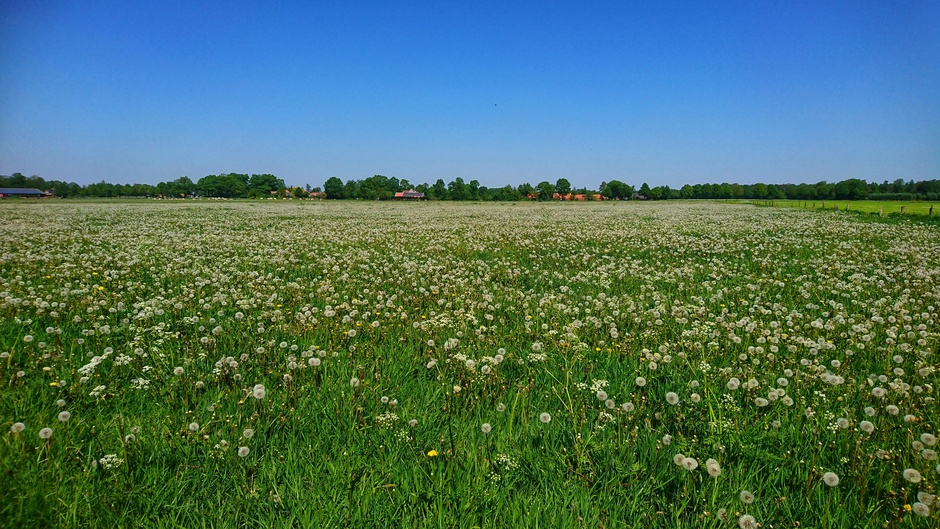 Uitgebloeide paardebloemen veld in strak blauwe lucht 