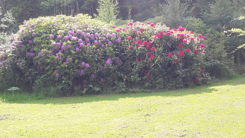 Rododendrons. 