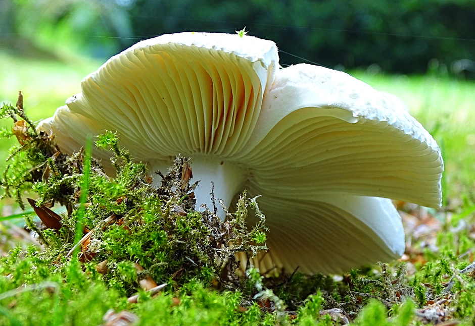 Ook als het bijna zomer is kom je nog paddenstoelen tegen.. "landgoed Staverden" in Staverden!
