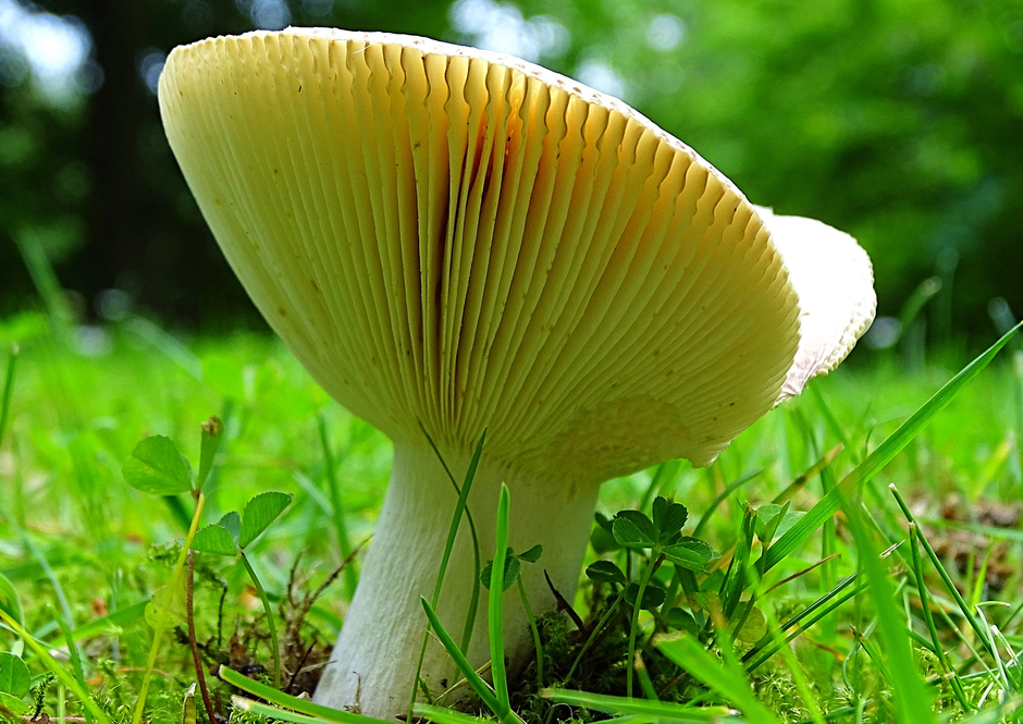 Ook als het bijna zomer is kom je nog paddenstoelen tegen.. "landgoed Staverden" in Staverden!