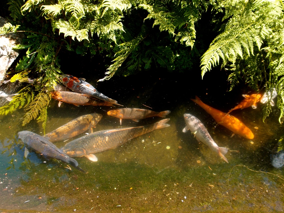 03-07-2018 Ook de vissen zoeken een koel plekje,Dierenpark Amersfoort