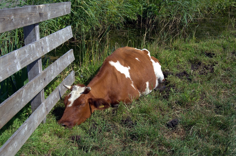 Ook de koeien en anderen dieren hadden het warm vandaag!