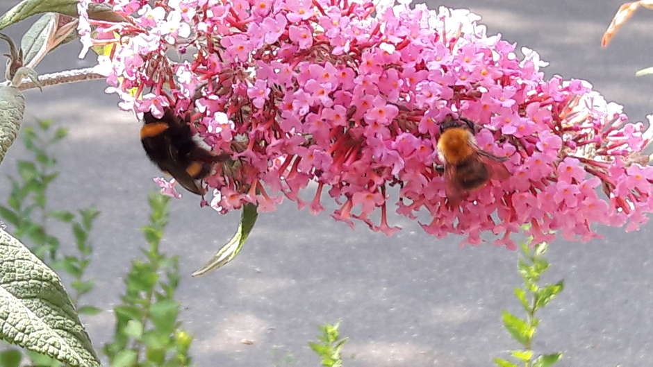 Bijen op vlinderstruik.