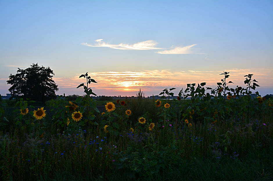 Zonsondergang en zonnebloemen.