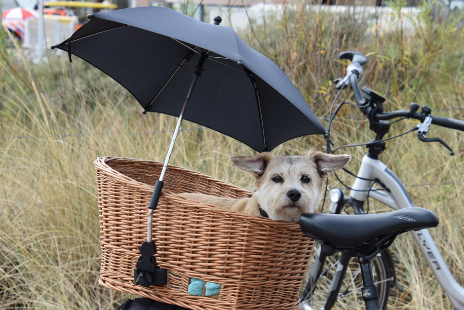 hond en parasol