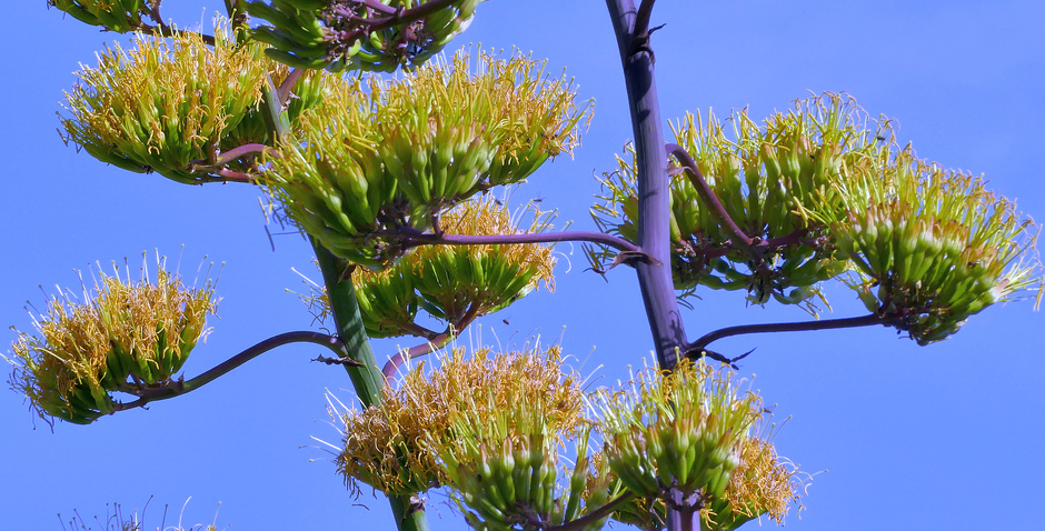 Bijzonder fenomeen in hortus: imposante agave bloeit na zestig jaar