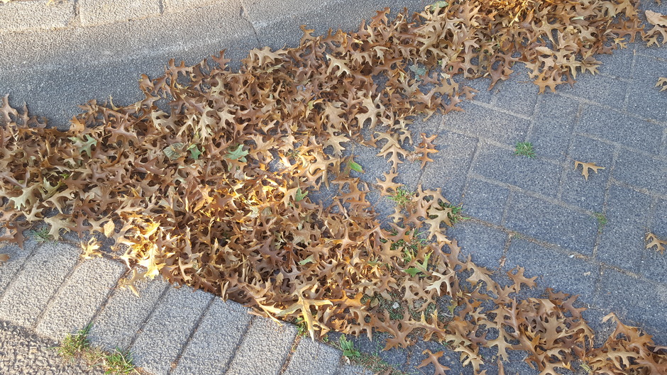 20180802 de herfst is al vroeg begonnen, begin augustus met bruine bladeren op de stoep