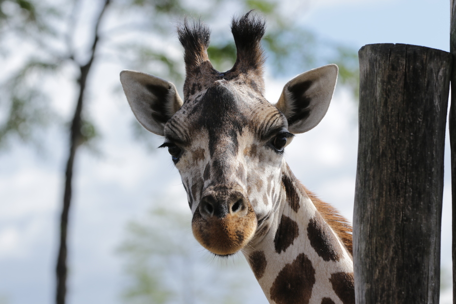 giraf kijkt om een hoekje