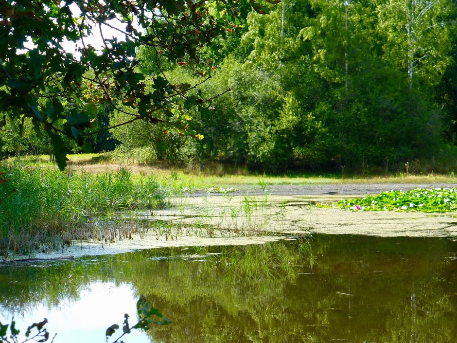 Groene oase aan het Kranenbroeker-ven.
