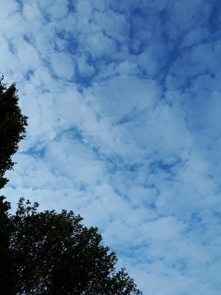 Hele lucht vol met alleen maar schaapjeswolken, stapelwolken. 