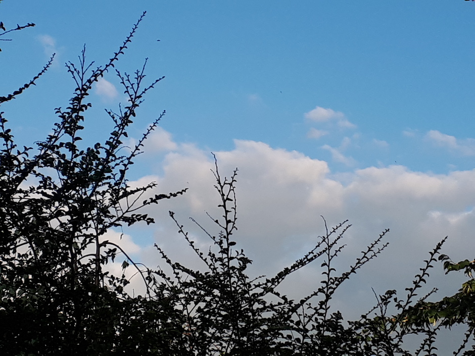 Blauwe lucht,  witte wolken 19.30 uur