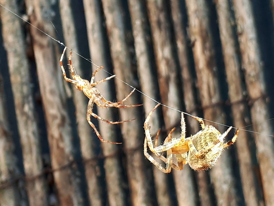 Spinnentijd. Paringsritueel kruisspinnen 
