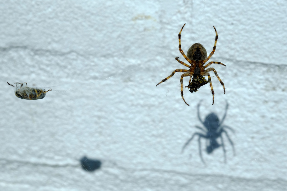 de spin, haar prooi en hun schaduw