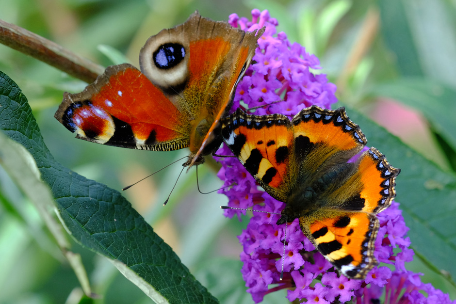 heerlijk nazomerweer met nog volop vlinders in de tuin