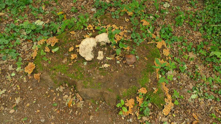 Geel van de paddenstoelen in Wassenaar. de Horsten