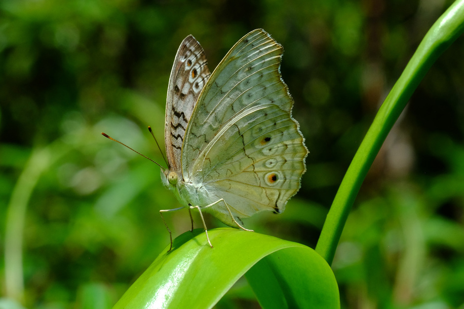 in de jungle: vlinder