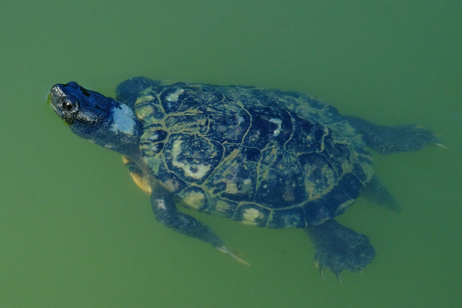 in de jungle: waterschildpad