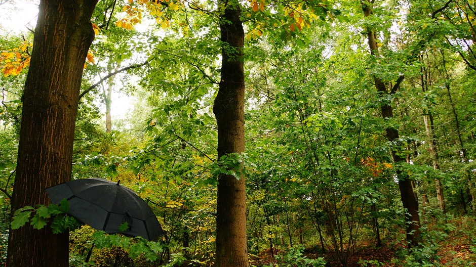 Paraplu in het bos.