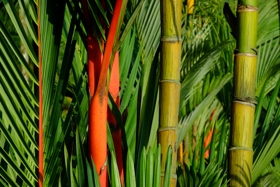 in de jungle: bamboe
