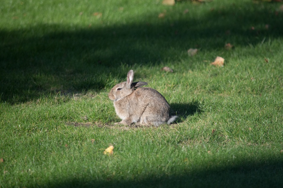 Wild konijn in een achtertuin