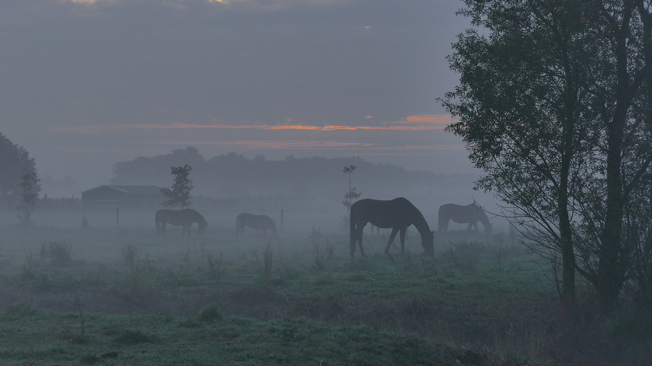 Paarden in de mist, Noordwijk