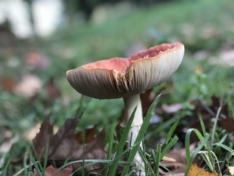 Herfsttijd paddenstoelentijd