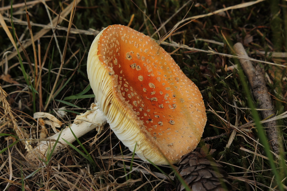 Op een grote paddenstoelen 