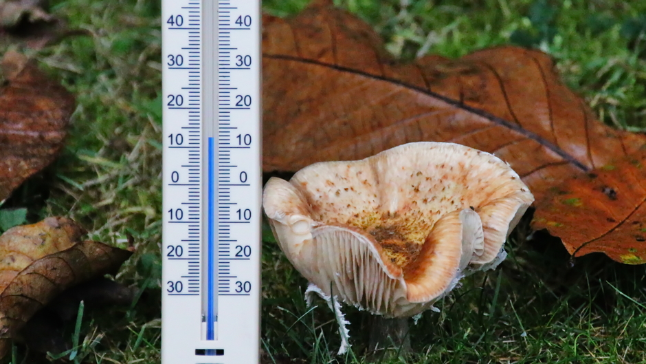 Thermometer - paddenstoel 