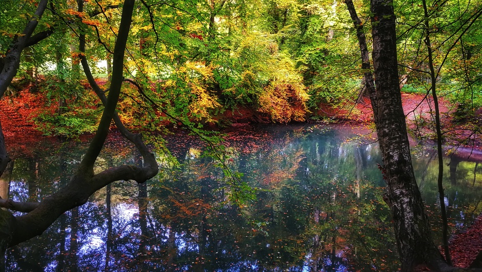 Mooie reflectie in het bos vandaag