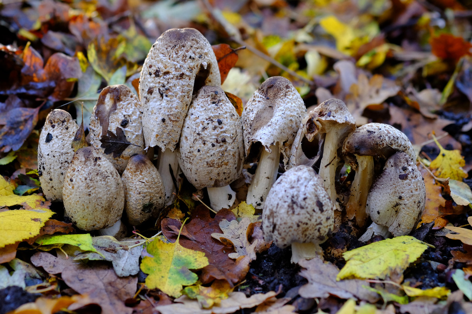 rijtje paddenstoelen tussen het gebladerte