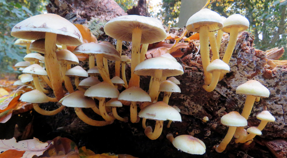 paddenstoeltjes
